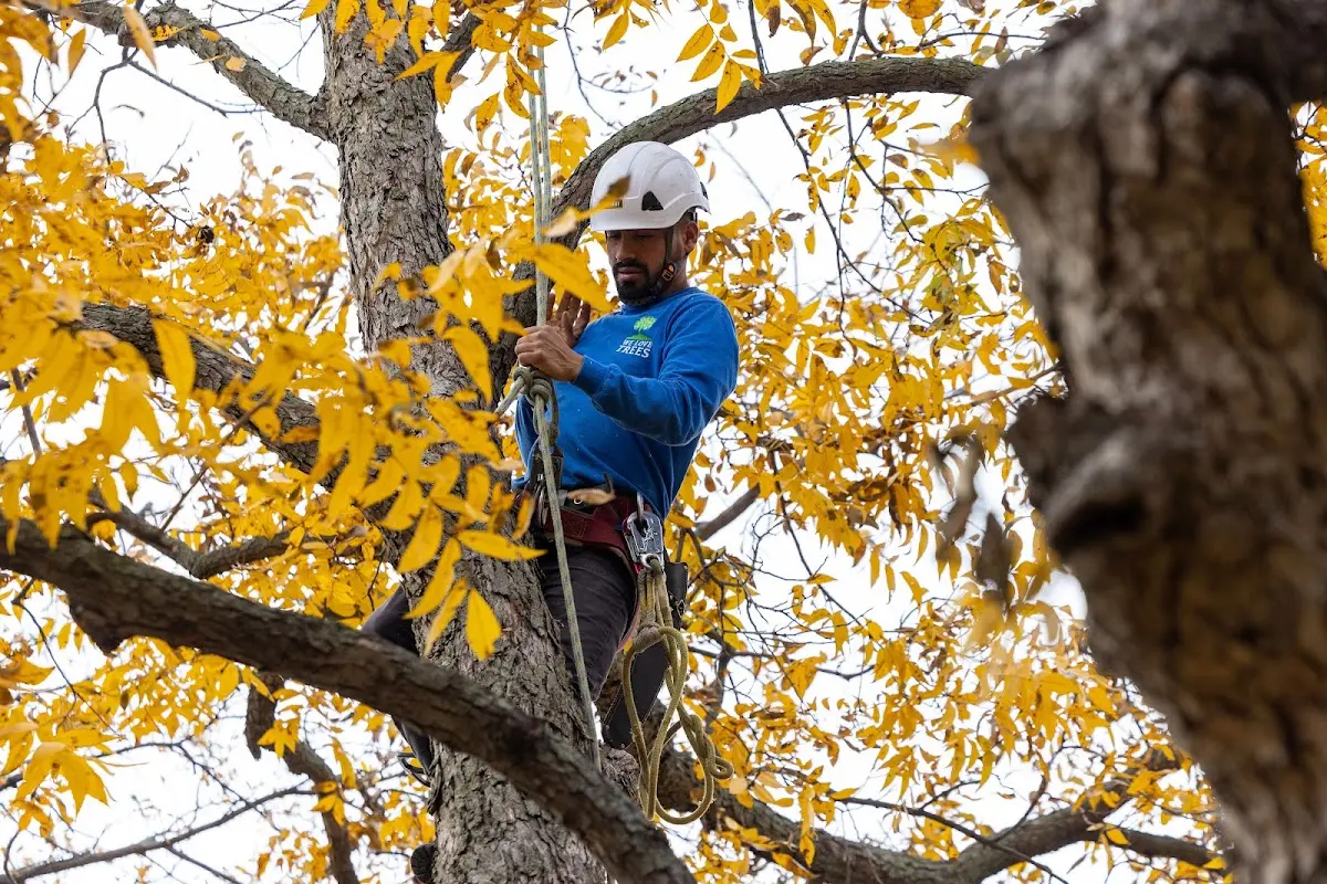 Skilled Tree Planting crew working in Fairfield